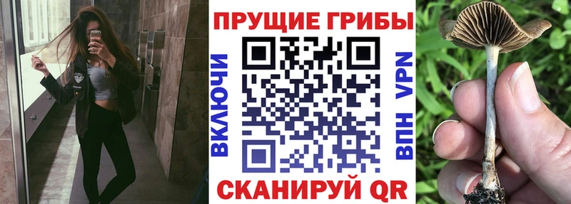 Псилоцибиновые грибы Psilocybe Котельниково